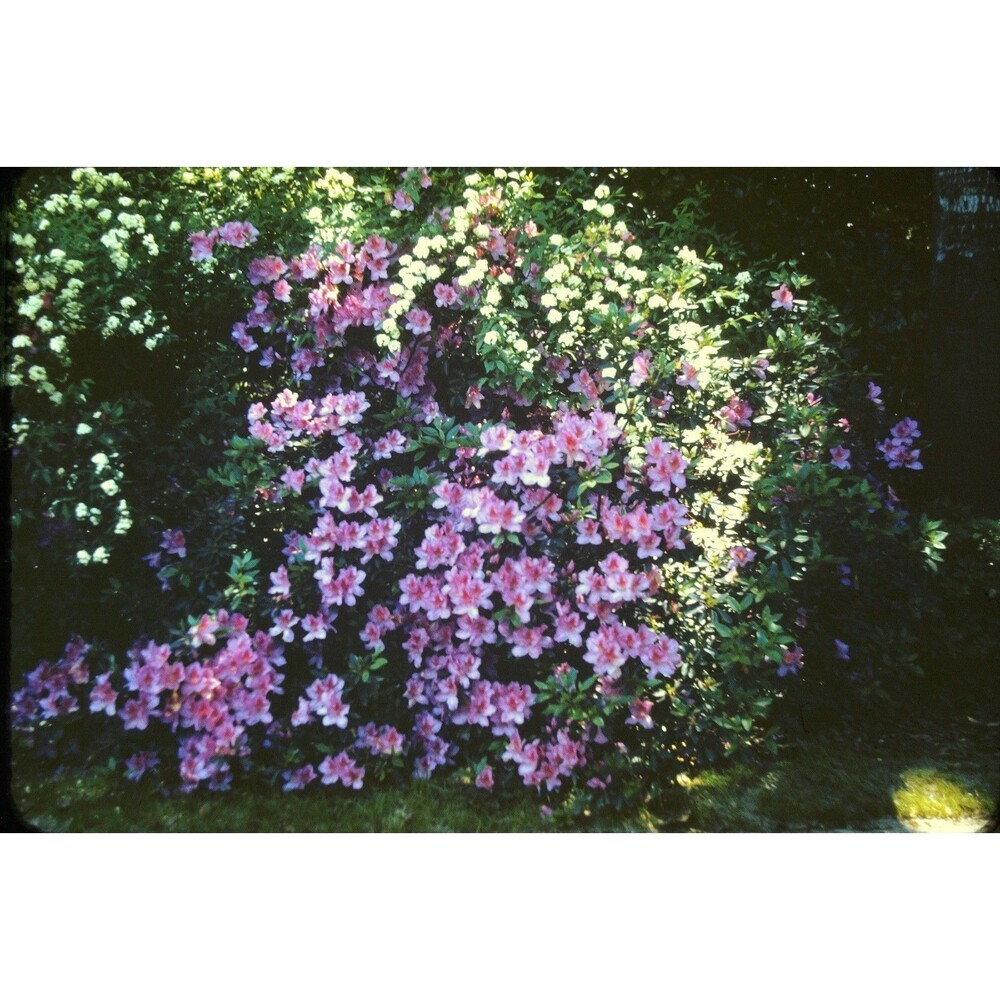 Kodak Slide 35mm 1940s Red Border,  close-up look at blooming azalea bushes